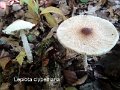 Lepiota clypeolaria-amf1199
